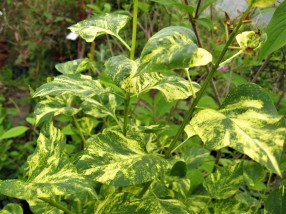 syringa vulgaris aucubifolia ( lilas , feuillage décoraatif , isolé , haie , massifs )