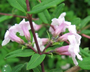 lonicera rupicola syringantha arbuste à floraison parfumée pour massif , isolé