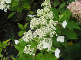 hydrangea paniculata Kyushu