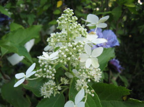 hydrangea paniculata Mid Late Summer