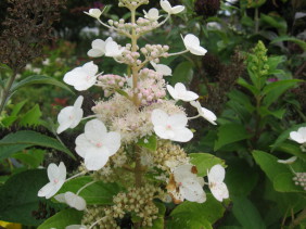 hydrangea paniculata Tender Rose
