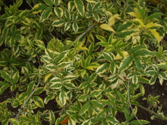 sambucus nigra Variegata , arbuste