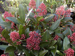 skimmia japonica Rubella , arbuste , parfum