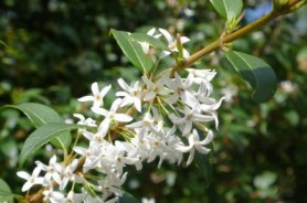 osmanthus x Burkwoodii , arbuste