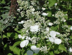 hydrangea paniculata White Lady