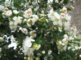 myrtus apiculata